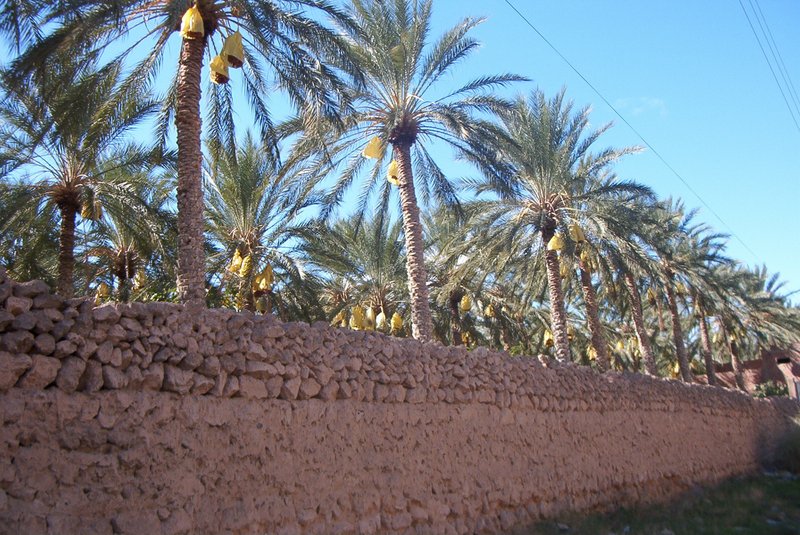 Skyline of Biskra