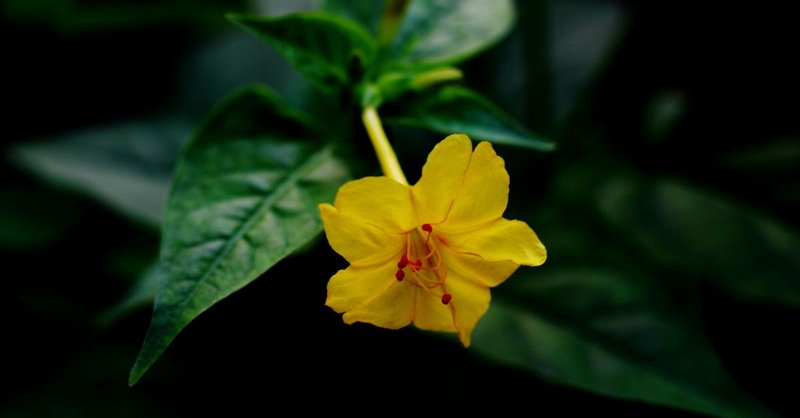 Jalapa天际线