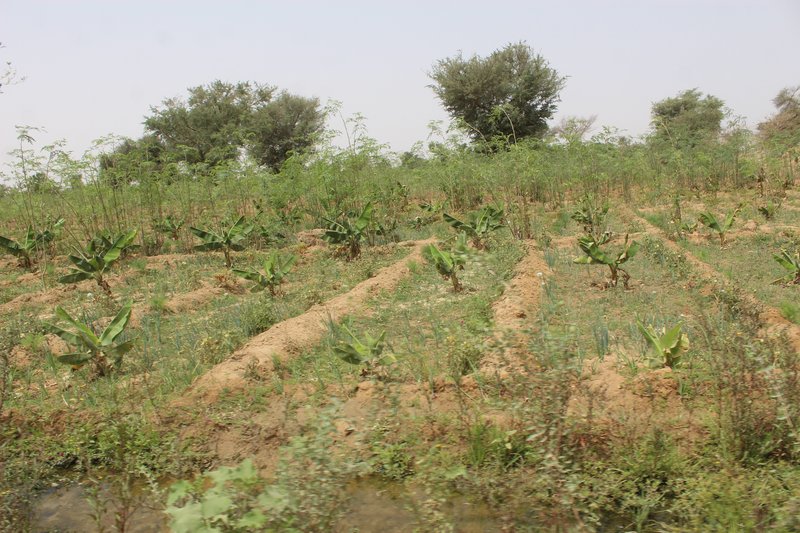 Skyline of Maradi