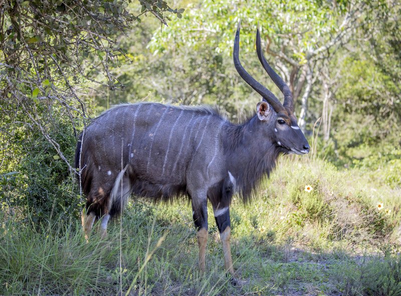 Skyline of Nyala