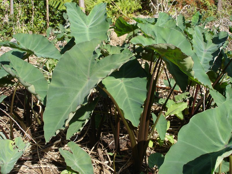 Skyline of Taro